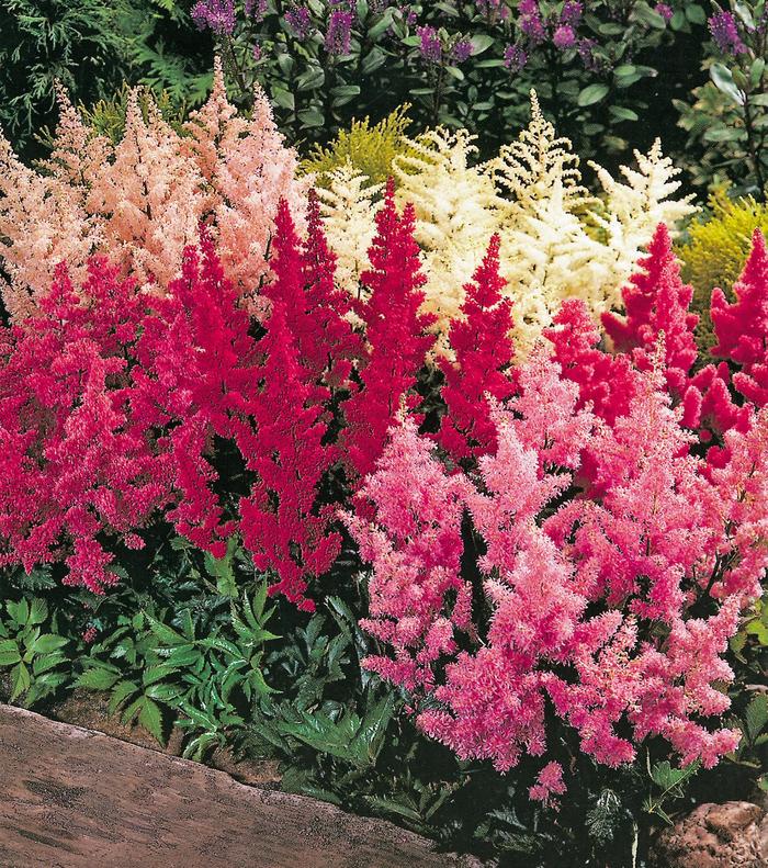 Assorted, False Spirea - Astilbe from Sunshine Grower Nursery