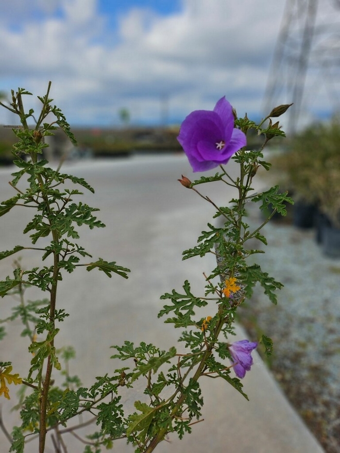 Blue Hibiscus - Alyogyne huegelii from Sunshine Grower Nursery
