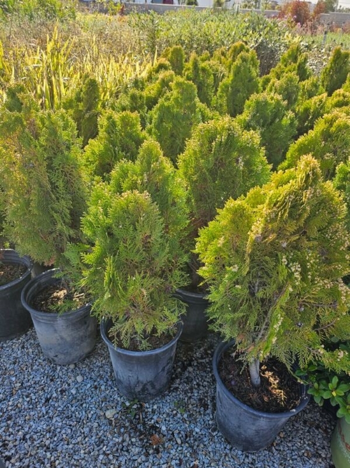 Arborvitae - Thuja from Sunshine Grower Nursery