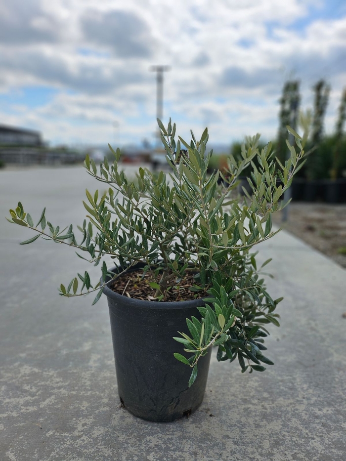 'Little Ollie&reg;' Dwarf Olive - Olea europaea from Sunshine Grower Nursery