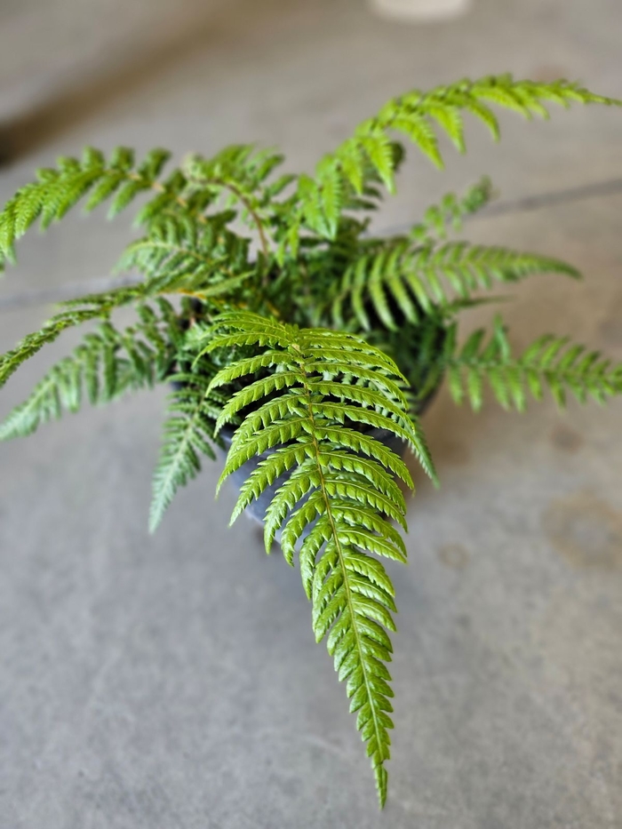 Tasmanian Tree Fern - Dicksonia antartica from Sunshine Grower Nursery