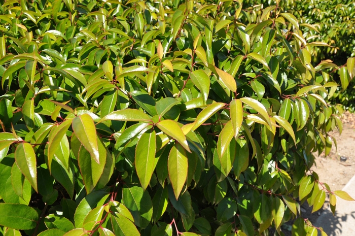 Shiny Xylosma - Xylosma congestum from Sunshine Grower Nursery