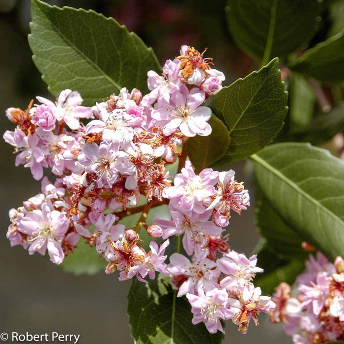 'Majestic Beauty&reg;' Indian Hawthorn - Rhaphiolepis (BUSH) from Sunshine Grower Nursery