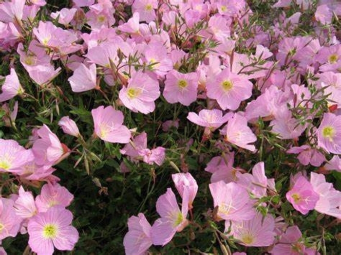 Evening Primrose - Oenothera speciosa var. berlandieri from Sunshine Grower Nursery
