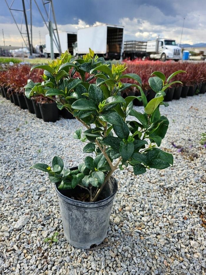 'Pendulum' Wax Leaf Privet - Ligustrum sinense from Sunshine Grower Nursery
