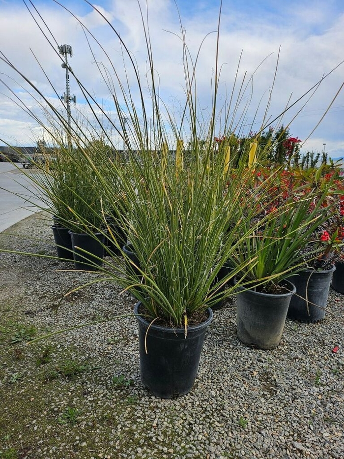 Bear Grass - Nolina texana from Sunshine Grower Nursery