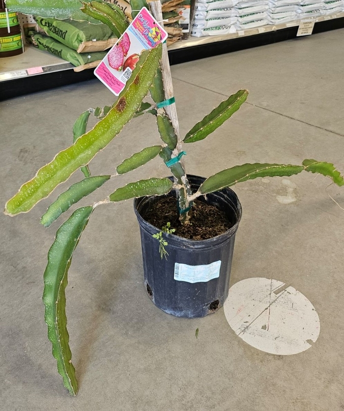 Dragon fruit - Hylocereus undatas from Sunshine Grower Nursery
