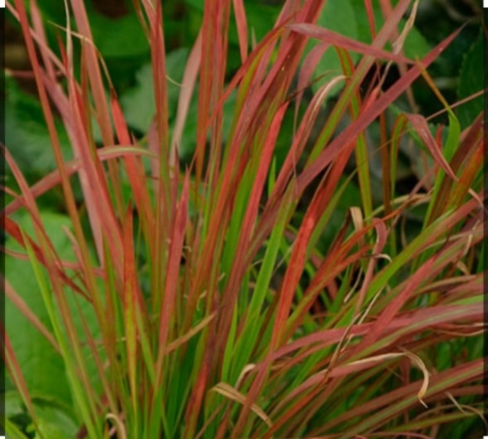 Japanese Blood Grass - Imperata cylindrica from Sunshine Grower Nursery