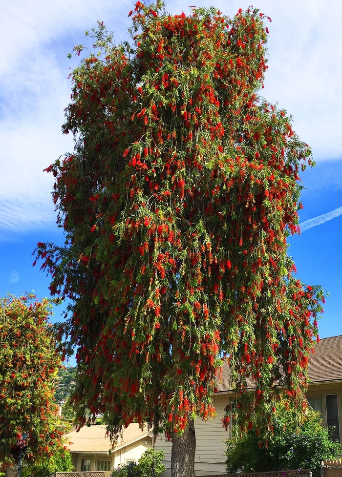 Weeping Bottlebrush Tree - Callistemon viminalis from Sunshine Grower Nursery
