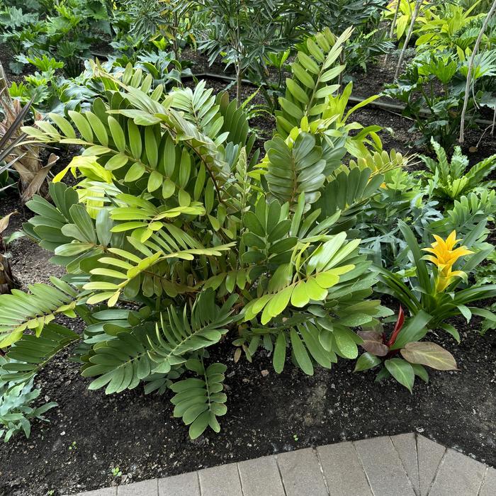 Cardboard Palm - Zamia furfuracea from Sunshine Grower Nursery