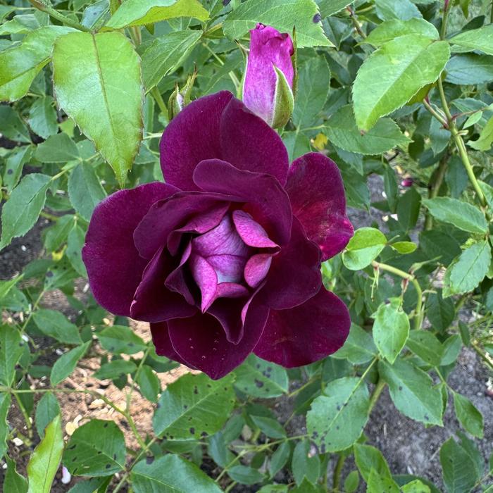 'Burgundy Iceberg&trade;' Shrub Rose (Also available in Red) - Rosa from Sunshine Grower Nursery