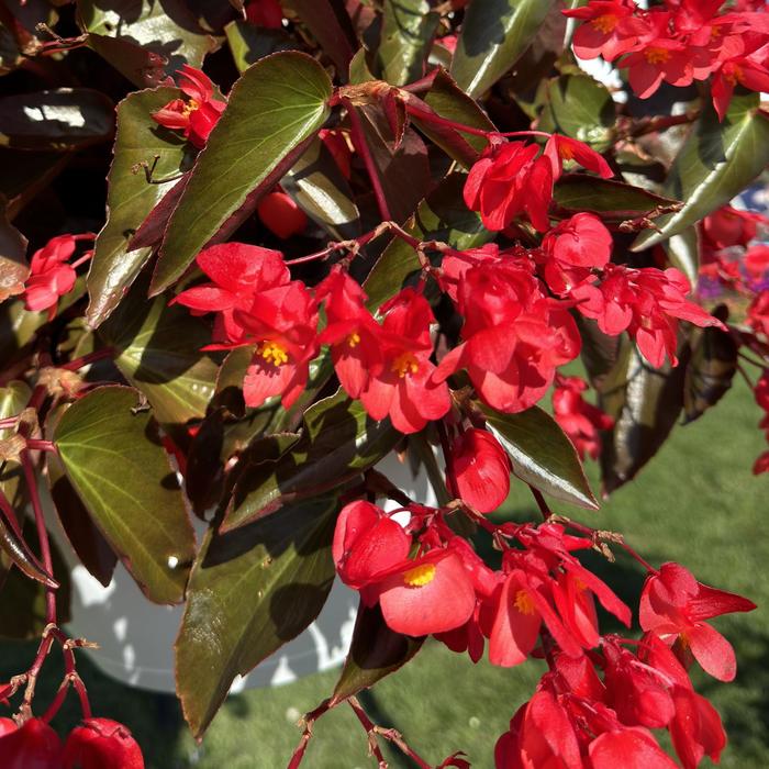 Dragon Wing&reg; Red Bronze Leaf - Begonia from Sunshine Grower Nursery