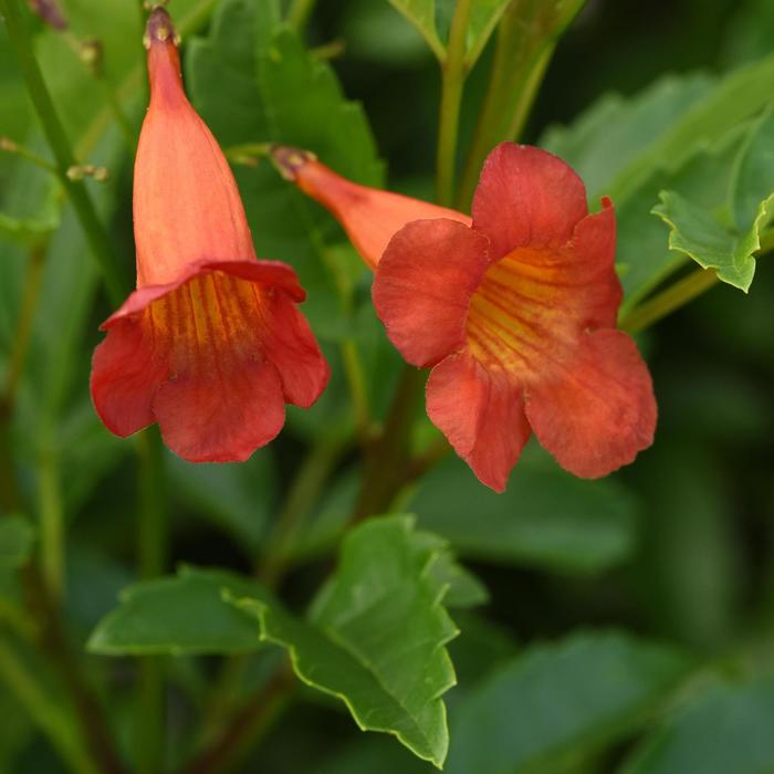 Kalama&trade; 'Pomegranate' - Tecoma stans from Sunshine Grower Nursery