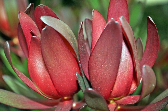 'Safari Sunset' Conebush - Leucadendron from Sunshine Grower Nursery