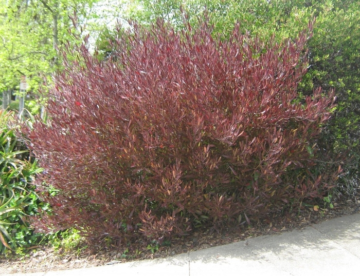 'Purpurea' Purple-leafed Hop-bush - Dodonaea viscosa from Sunshine Grower Nursery
