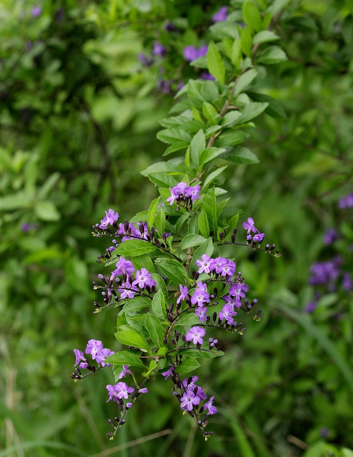 Brazilian Sky Flower - Duranta erecta from Sunshine Grower Nursery