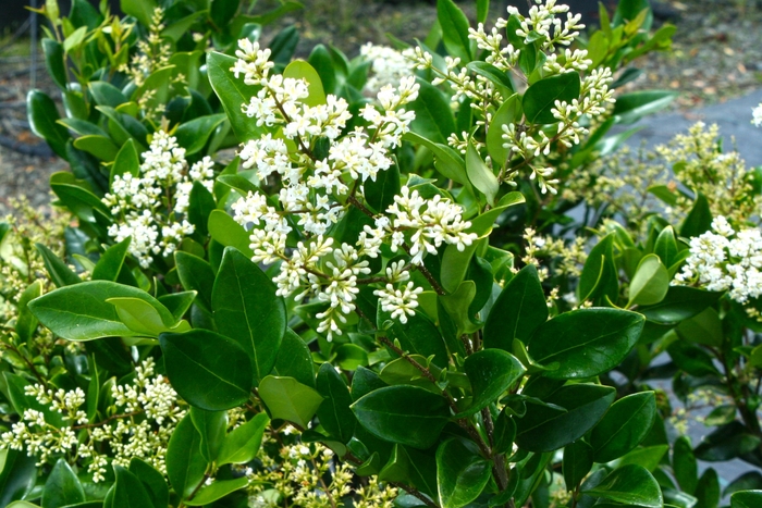 'Texanum' Japanese Privet - Ligustrum japonicum from Sunshine Grower Nursery