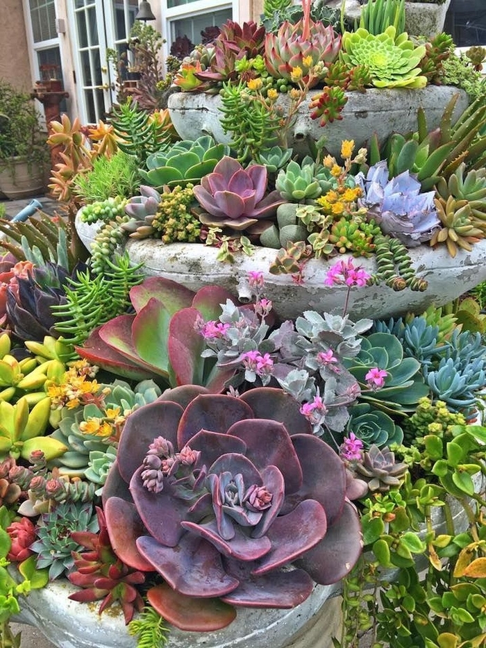 Mixed Succulents - succulents Mixed Varieties from Sunshine Grower Nursery