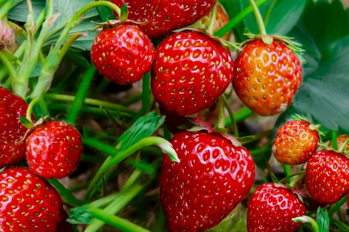 Strawberries All Varieties - Strawberries Mixed Varieties from Sunshine Grower Nursery