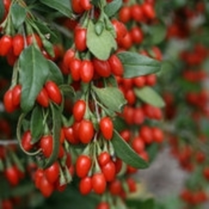 Dave Wilson Potted Goji Berries - Lycium bararum from Sunshine Grower Nursery