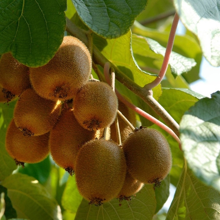 Dave Wilson Potted Kiwis All Varieties - Actinidia chinensis from Sunshine Grower Nursery