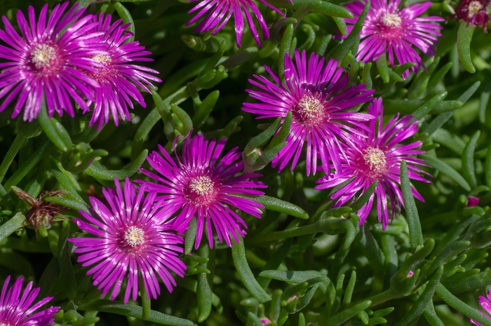 ice plant - Delosperma cooperi from Sunshine Grower Nursery