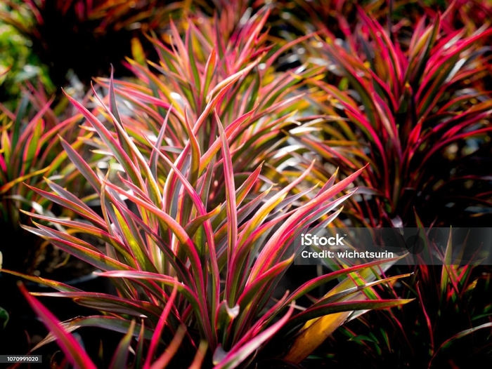 Assorted Color Cordyline - Cordyline australis from Sunshine Grower Nursery