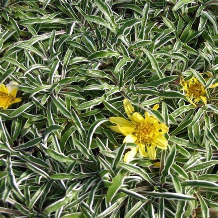 Silver Carpet - Dymondia margaretae from Sunshine Grower Nursery