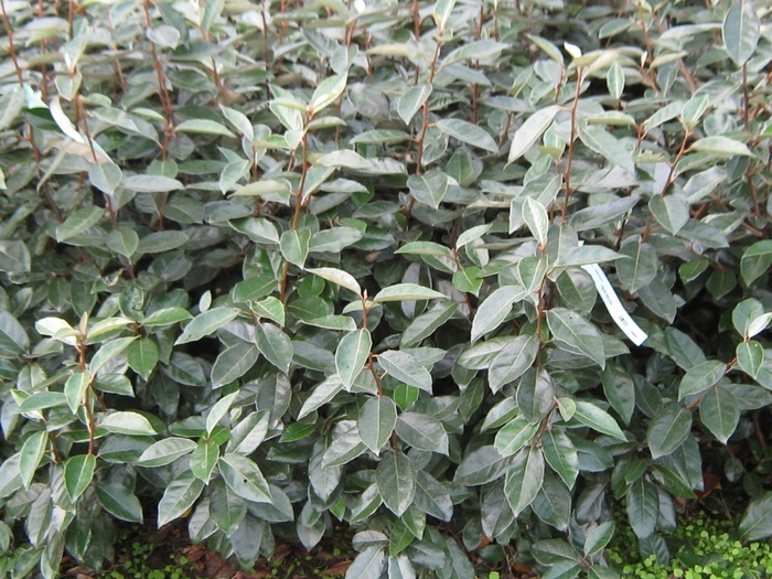 Silverberry - Elaeagnus commutata from Sunshine Grower Nursery