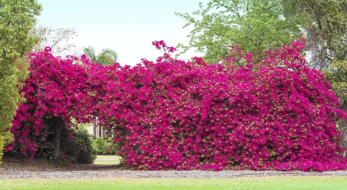 Bougainvillea (STAKED) - Bougainvillea from Sunshine Grower Nursery