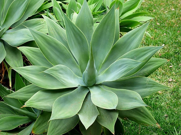 Fox Tail Agave - Agave attenuata from Sunshine Grower Nursery