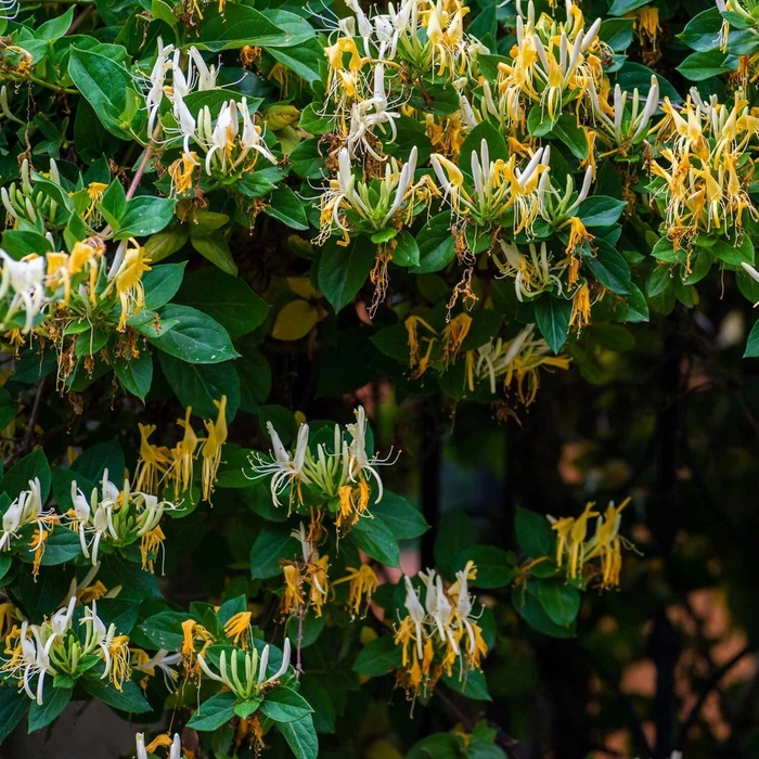 'Halliana' Hall's Honeysuckle Vine - Lonicera japonica from Sunshine Grower Nursery