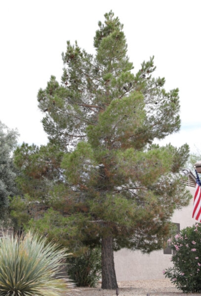 Afghan Mondell Pine - Pinus eldarica from Sunshine Grower Nursery