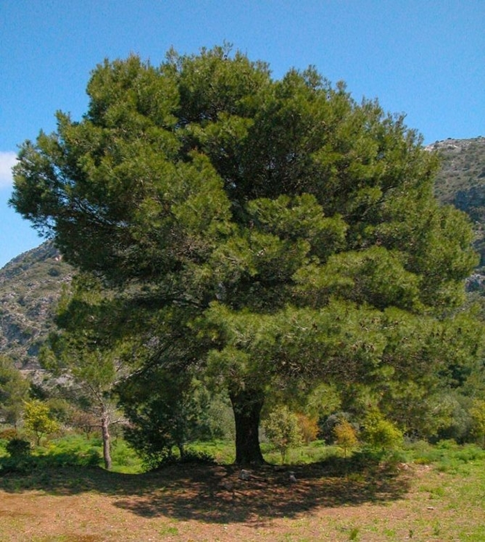 Aleppo Pine - Pinus halepensis from Sunshine Grower Nursery