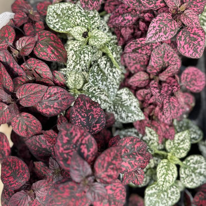 Hippo&reg; Mix - Hypoestes phyllostachya (Polka Dot Plant) from Sunshine Grower Nursery
