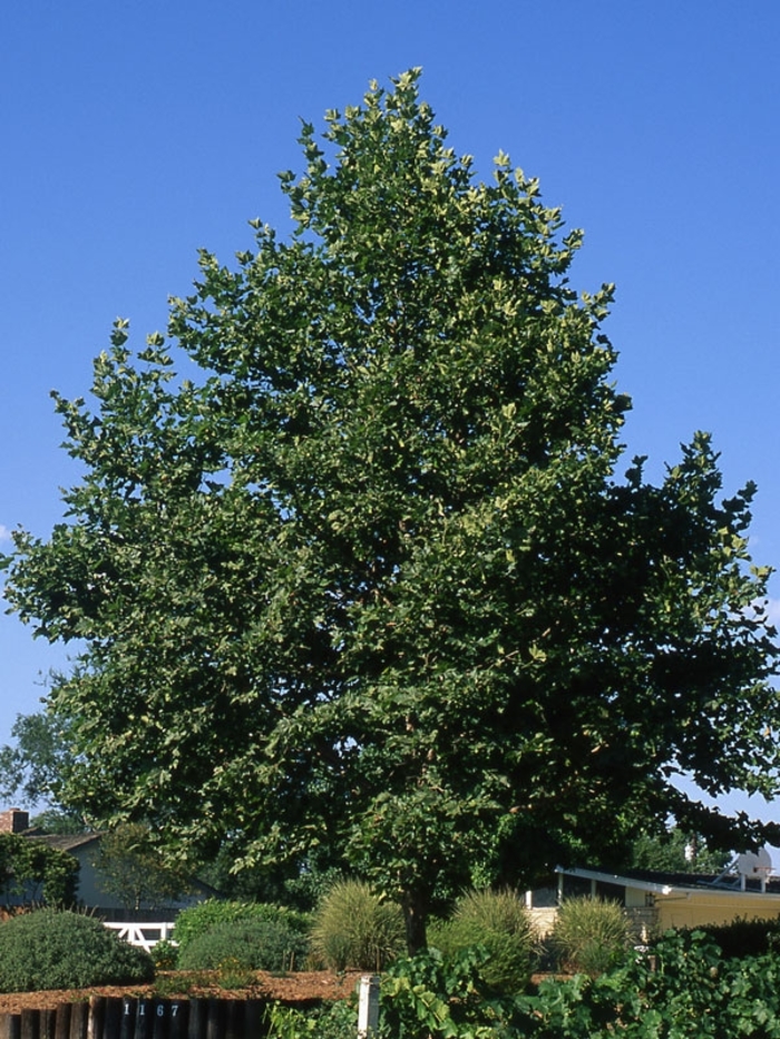 London Planetree - Platanus x acerifolia from Sunshine Grower Nursery