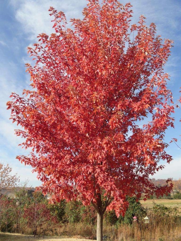 'Autumn Fantasy&reg;' Freeman Maple - Acer x freemanii from Sunshine Grower Nursery