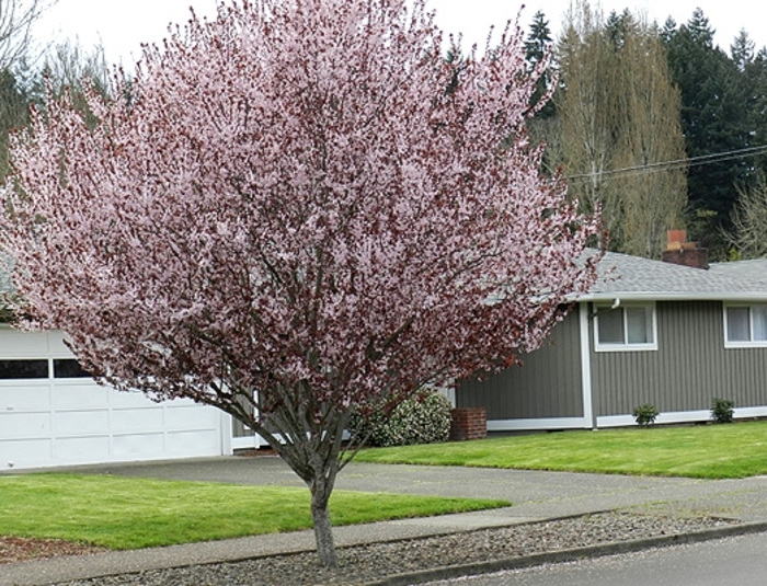 'Krauter Vesuvius' Purple Leaf Plum - Prunus cerasifera from Sunshine Grower Nursery
