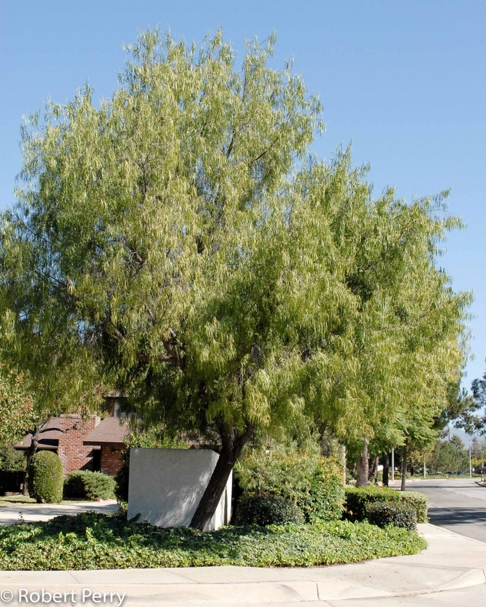 Australian Willow Tree - Geijera parvifolia from Sunshine Grower Nursery