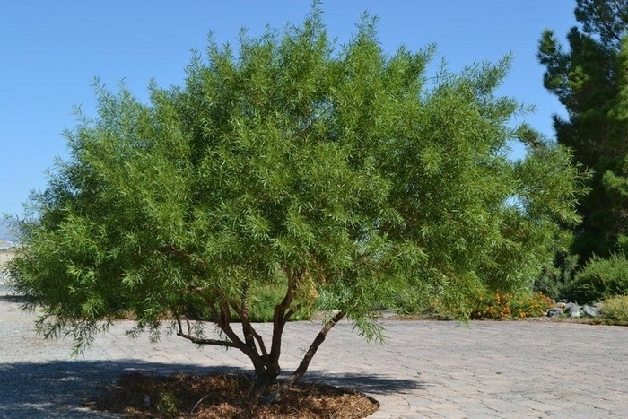 African Sumac - Rhus Lancea from Sunshine Grower Nursery