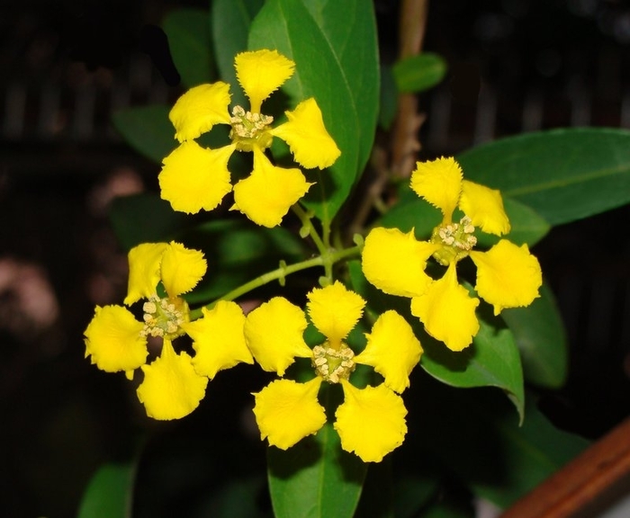 Yellow Orchid Vine - Callaeum macropterum from Sunshine Grower Nursery