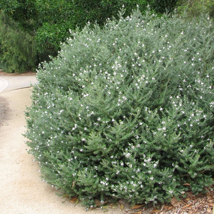 Coast Rosemary - Westringia fruticosa from Sunshine Grower Nursery