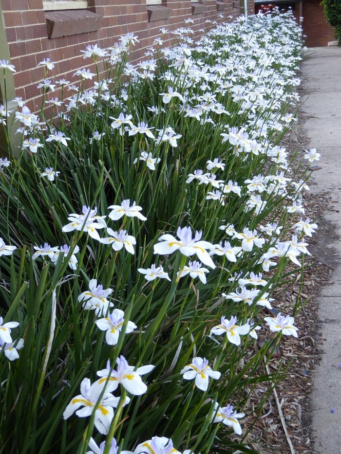 African Iris - Dietes iridioides from Sunshine Grower Nursery