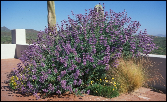 Cleveland Sage - Salvia clevelandii from Sunshine Grower Nursery