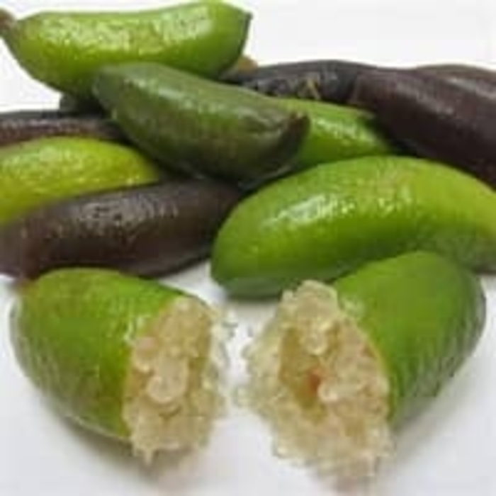 Australian Finger Lime - Citrus australasica from Sunshine Grower Nursery