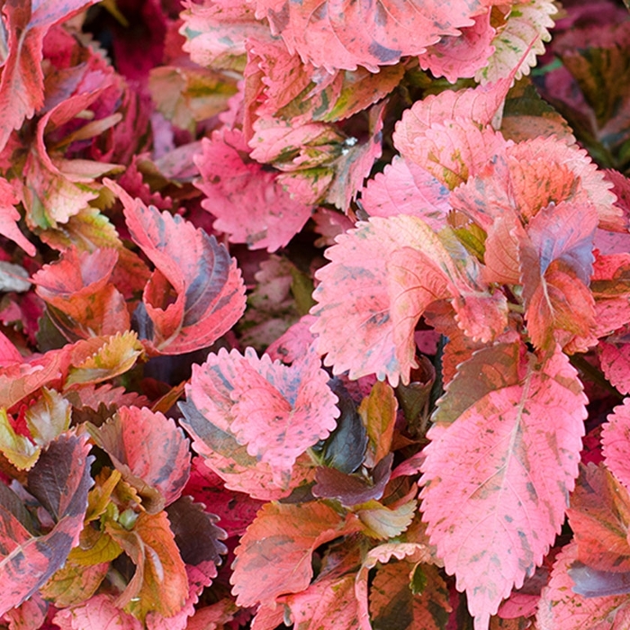 'Multiple Varieties' Copperleaf - Acalypha from Sunshine Grower Nursery