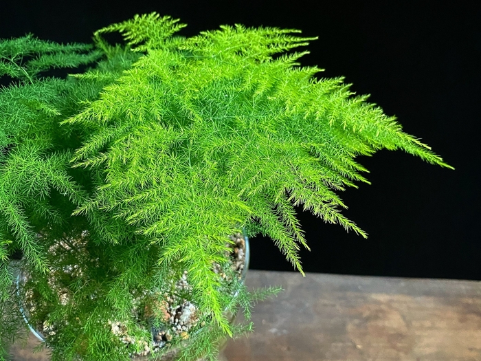 Sprenger's asparagus fern - Asparagus setaceus from Sunshine Grower Nursery