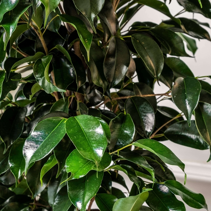 Weeping Fig - Ficus benjamina from Sunshine Grower Nursery