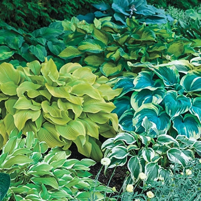 Hosta, Plantain Lily - Hosta from Sunshine Grower Nursery