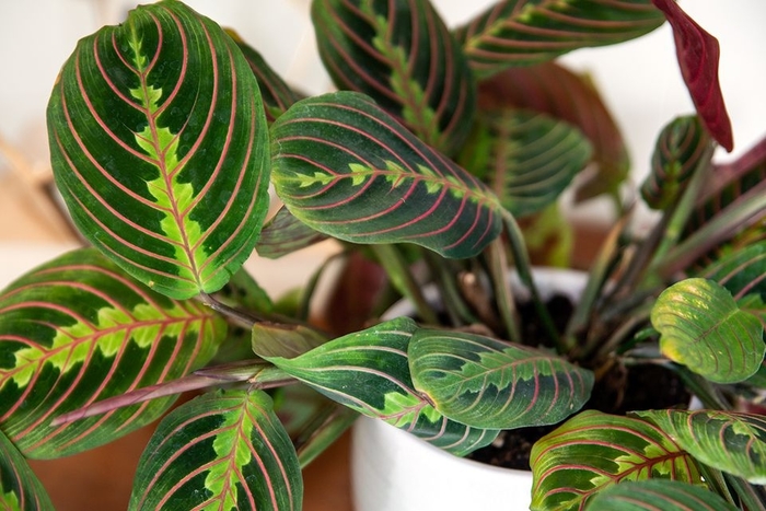 Assorted Prayer Plant - Maranta from Sunshine Grower Nursery